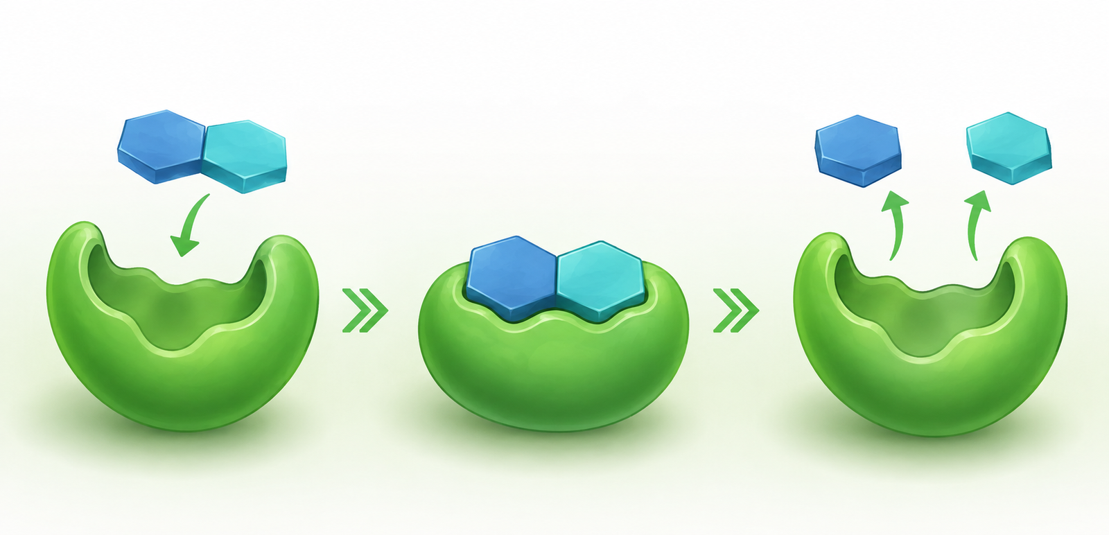 Enzyme Lock and Key